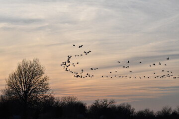 Flock of Geese in a Sunset Sky