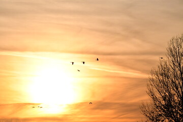 Geese Flying in a Sunset Sky