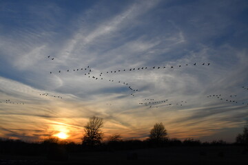 Flock of Geese Flying in a Sunset Sky