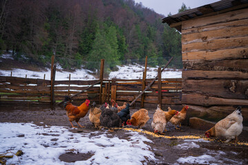 Group of hens in chicken coop during rainy and snowy day © Chris