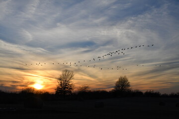 Geese Flying in a Sunset Sky