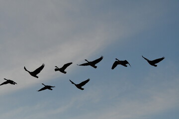 Flock of Geese
