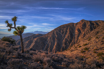 Fototapeta premium Joshua Tree National Park Landscape Series, Keys View summit at sunset, a high viewpoint with palm trees, Indio Hills, and mountains in Southern California, USA