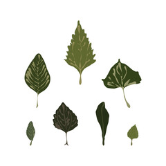 The best rare and unique tropical leaves collection, vector illustration in trendy style. Editable graphic resources for many purposes.