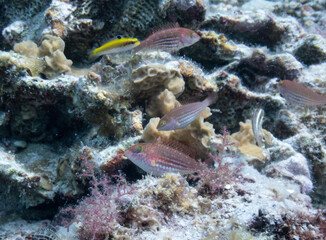 Fototapeta na wymiar Greenblotch Parrotfish
