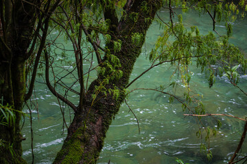 Close-up of tree trunk over river