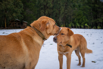 A couple of dogs kissing each other