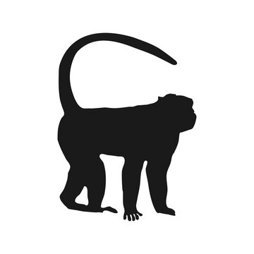 Javanese monkey silhouette vector illustration. Editable graphic resources, much needed for design materials such as flyers, posters, and education.