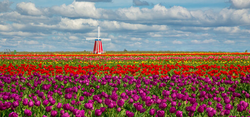 Tulip fields near Woodburn, Oregon