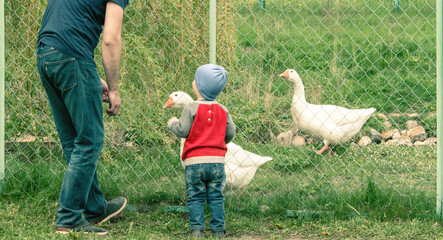 father and son feeding geese © S_E