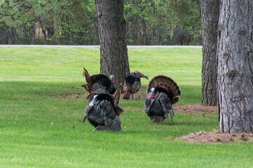 Male Wild Turkey Gobblers Displaying Thier Feathers In Spring