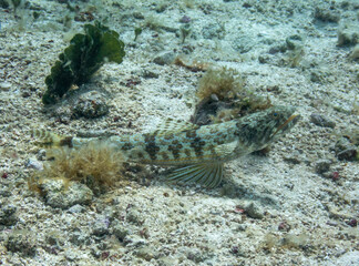 Sand Diver