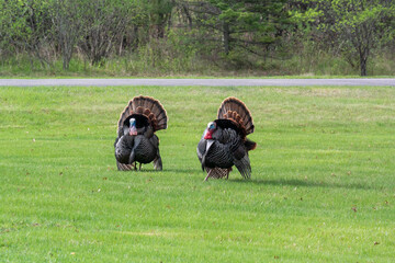 Male Wild Turkey Gobblers Displaying Thier Feathers In Spring