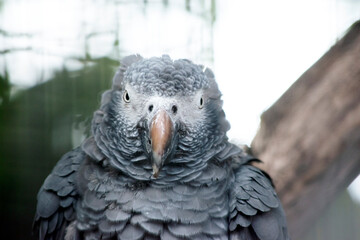 the africn grey parrot has a large cream bill and white mask enclosing a black eye