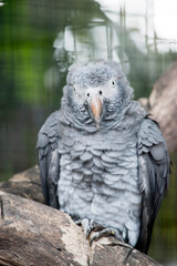 the young african grey parrot bill will change color to black and its eyes will appear yellow