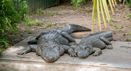 the two alligators are resting in the sun