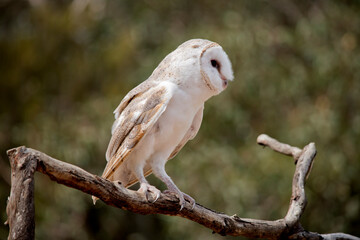 the barn owl is perched on a branch