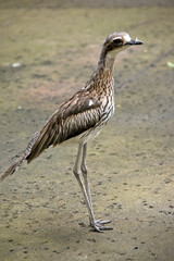 this is a side view of a bush stone curlew