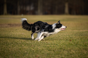 Dog Catches frisbee runs fast in field