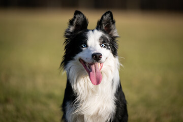 Dog Catches frisbee runs fast in field