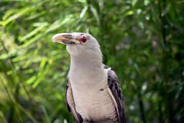 this is a close up of a channel bill cuckoo