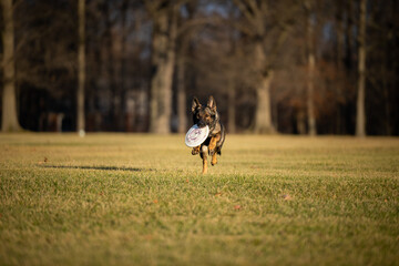 Obraz na płótnie Canvas Dog Catches frisbee runs fast in field