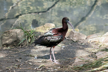 the glossy ibis just got out of the water