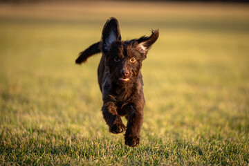 Dog Catches frisbee runs fast in field