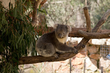 the koala is a grey marsupial with fluffy ears and a white chest