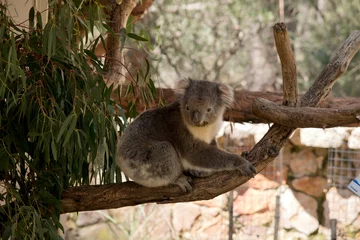 Deurstickers the koala is a grey marsupial with fluffy ears and a white chest © susan flashman