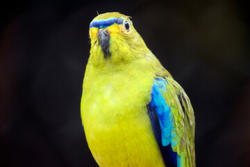 this is a close up of an orange bellied parrot