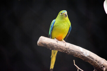 the orange bellied parrot is perched in a tree