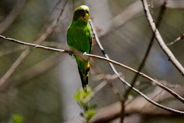 the budgie is perched on a bush