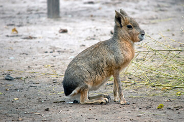Naklejka na ściany i meble this is a side view of a patagonian cavy sitting