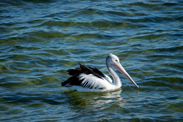this is a side view of an Australian pelican
