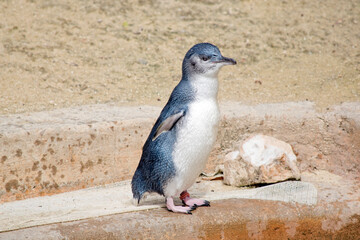 the fairy penguin is a black and white seabird that cannot fly
