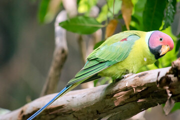 the plum headed parakeet is perched in a tree