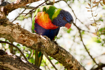 the rainbow lorikeet is perched in a tree