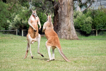 the two male red kangaroos are fighting, they kick and scratch and use their tails to balance