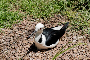 the stilt is resting on some stones in the sun