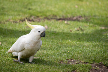 the sulphur crested cockatoo is a white bird with a yellow crest and black beak
