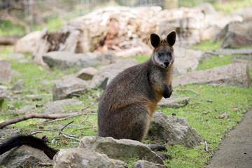 the swamp wallaby is a large grey wallaby  with a tan arms and top of head