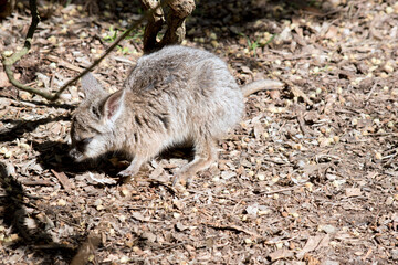 the joey wallaby is exploring his surroundings