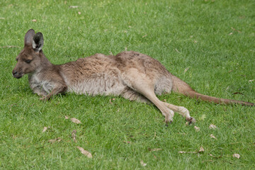the westen grey kangaroo is mainly brown with a white chest and long tail