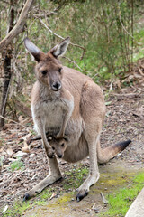 Fototapeta premium the westen grey kangaroo is mainly brown with a white chest and long tail with a black tip