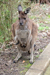 the westen grey kangaroo is mainly brown with a white chest and long tail and black tip