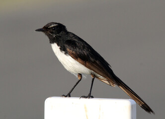 Close up portrait of a willie wagtail bird sitting on a white post
