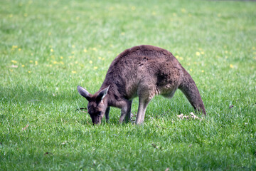Naklejka na ściany i meble the western grey kangaroo is light brown with a white chest
