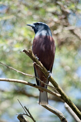 the white browed wood swallow is perched on a tree