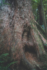 Impressive thick old tree in rainforest